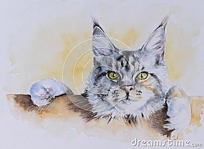 Maine coon Stock Photo