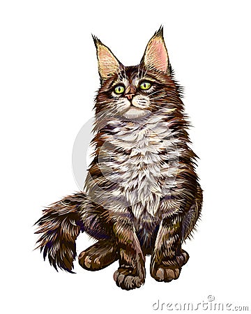 Maine Coon sitting and looking away, isolated on white Vector Illustration