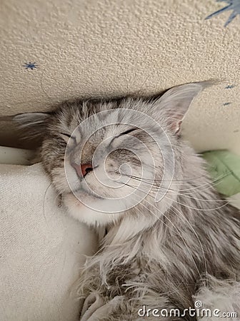 Maine Coon is sleeping Stock Photo