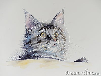 Maine coon watercolors painted. Stock Photo