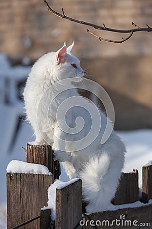 Maine coone white cat in the winter and snow Stock Photo