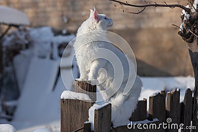 Maine coone white cat in the winter and snow Stock Photo