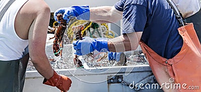 Maine lobster being sorted for sale on a boat Stock Photo