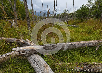 Maine marsh with lots of dead trees Stock Photo