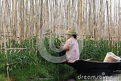 Maing Thauk, Myanmar - April 2019: Burmese woman picking tomatos in the floating garden Editorial Stock Photo