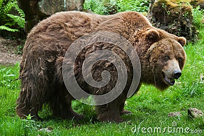 Mainland grizzly (Ursus arctos horribilis). Stock Photo