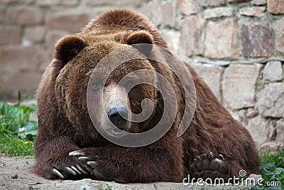 Mainland grizzly (Ursus arctos horribilis). Stock Photo