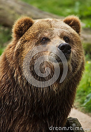 Mainland grizzly Ursus arctos horribilis Stock Photo