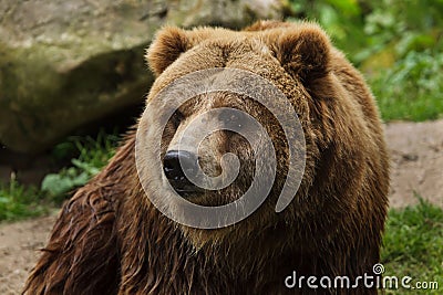 Mainland grizzly Ursus arctos horribilis Stock Photo