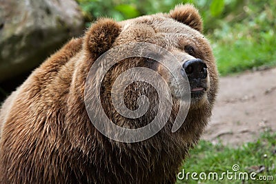 Mainland grizzly (Ursus arctos horribilis). Stock Photo