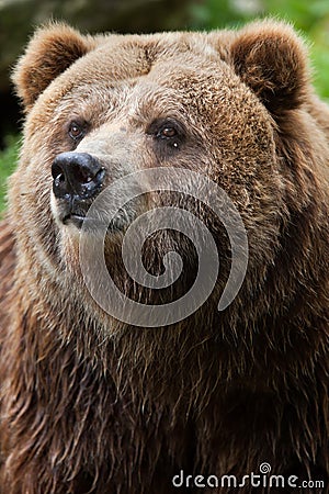 Mainland grizzly (Ursus arctos horribilis). Stock Photo