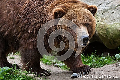 Mainland grizzly (Ursus arctos horribilis). Stock Photo