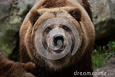 Mainland grizzly (Ursus arctos horribilis). Stock Photo