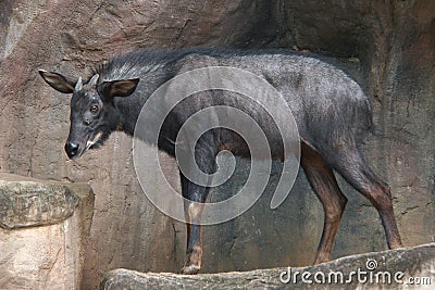 Mainland serow Stock Photo