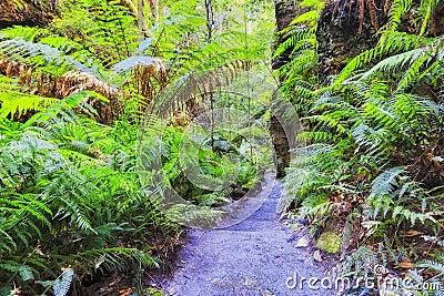 BM Gr Can Ferns Rock Down Stock Photo