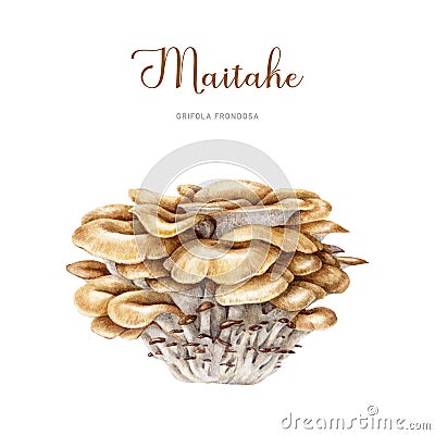 Maitake mushroom fresh bunch. Watercolor illustartion. Hand drawn Grifola frondosa fungus element. Maitake mushrooms Stock Photo