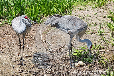 Mated pair of Sandhill cranes with eggs Stock Photo