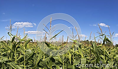 Maize Stock Photo