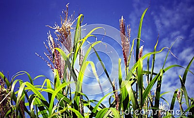 Maize blooms Stock Photo