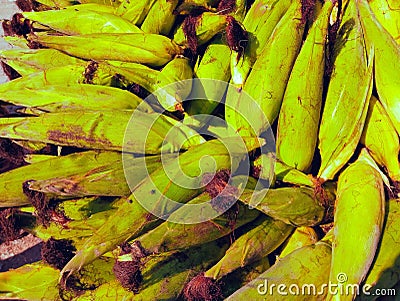 Green maize cobs sweet corn on the cob yellow whole ear-maize organic ear-corn mazorca maiz image espiga milho epi mais photo Stock Photo
