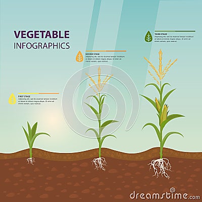 Maize or corn growth stages in form of infographic Vector Illustration