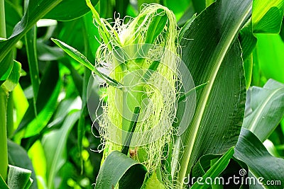 Maize or Corn Silk Stock Photo