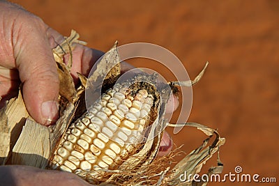 Maize farming in the Northwest of South Africa Stock Photo