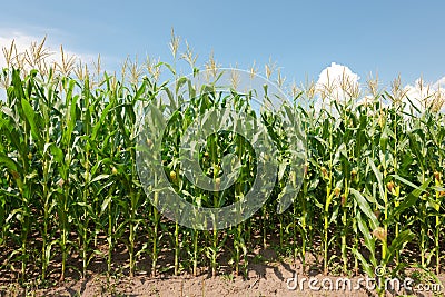 Maize field Stock Photo