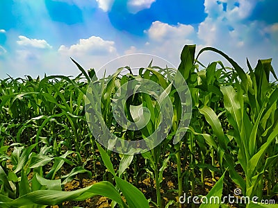 Maize green leaf of a plant or flower. Corn pure nature close up. Cloud blue sky Nepal Stock Photo