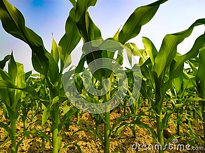 Maize green leaf of a plant or flower. Corn pure nature close up. Cloud blue sky Nepal Stock Photo