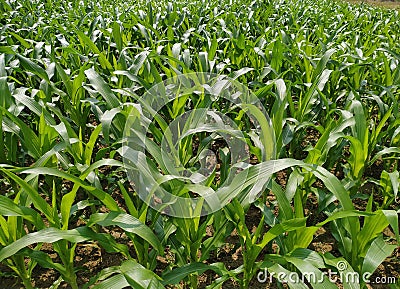 Maize green leaf of a plant or flower. Pure nature close up. Nepal Stock Photo