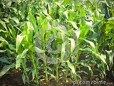 Maize green leaf of a plant or flower. Pure nature close up. Nepal Stock Photo