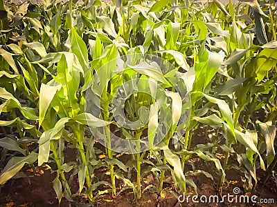 Maize green leaf of a plant or flower. Pure nature sunlight close up. Nepal Stock Photo
