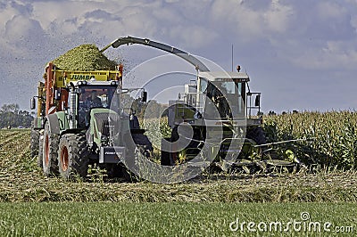 Maize harvest time Editorial Stock Photo