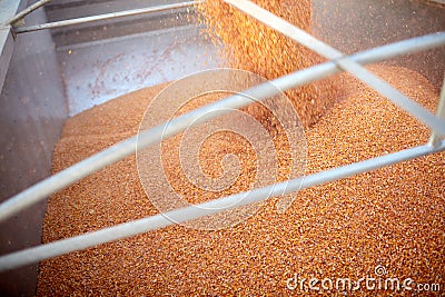 Maize kernels pouring into a trailer or truck Stock Photo