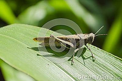 Gomphocerippus Rufus Grasshopper On Maize Leaf Stock Photo