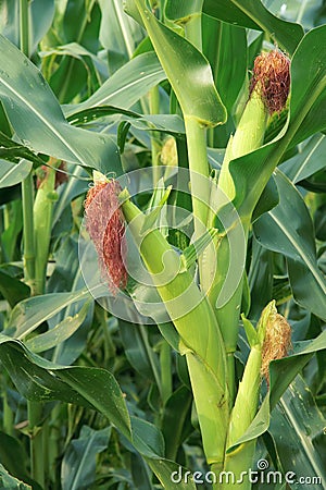 Maize plant Stock Photo