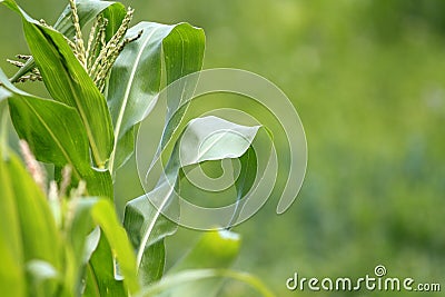 Maize plant Stock Photo