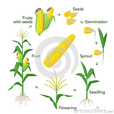 Maize plant growth infographic elements from seeds to fruits, mature corn ears. Seedling, germination, planting Vector Illustration