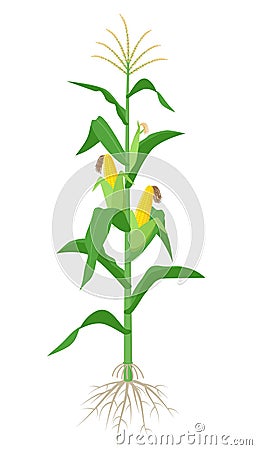 Maize plant isolated on white background with yellow corncobs, green leaves and roots vector illustration in flat design Vector Illustration