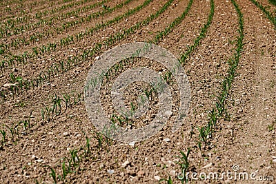 Maize seedling in the agricultural field. Stock Photo