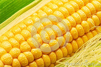 Maize seeds in corn cob covered with small water drops. Macro shot Stock Photo