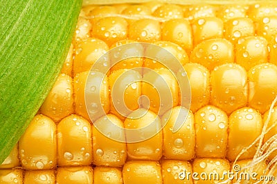 Maize seeds in corn cob covered with small water drops. Macro shot Stock Photo