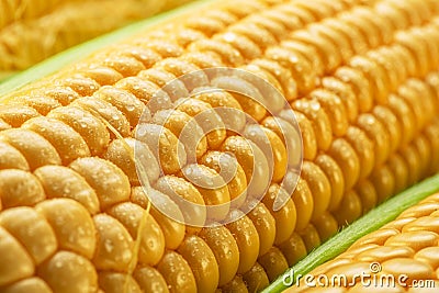 Maize seeds in corn cob covered with small water drops. Macro shot Stock Photo