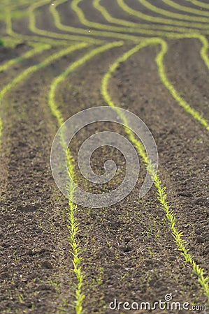 Maize shoots in rows Stock Photo