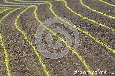 Maize shoots in rows Stock Photo