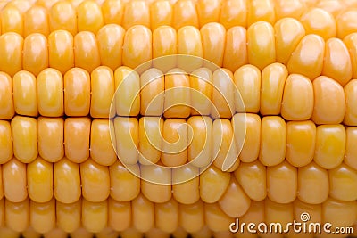 Maize (Zea mays) close-up Stock Photo