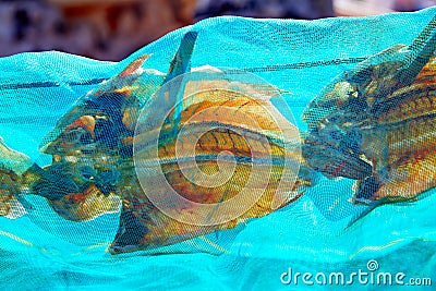 Majanicho dried Parrot fish Vieja in Fuerteventura Stock Photo