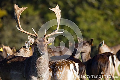 Deers at Phoenix Park. Dublin. Ireland Stock Photo