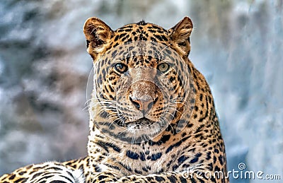 Majestic adult leopard lounging on a rocky outcropping Stock Photo